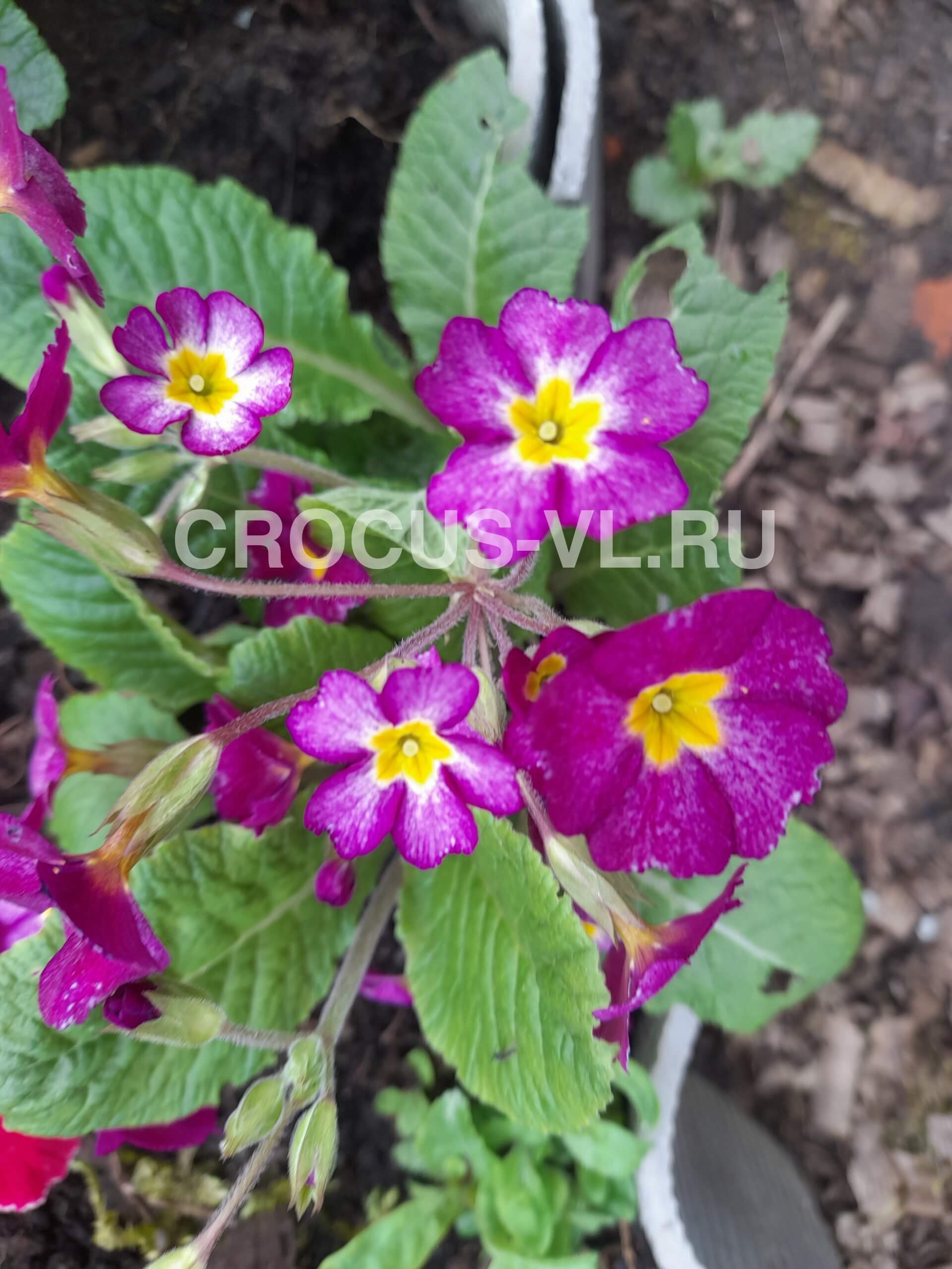 Примула высокая «Туманное Утро»